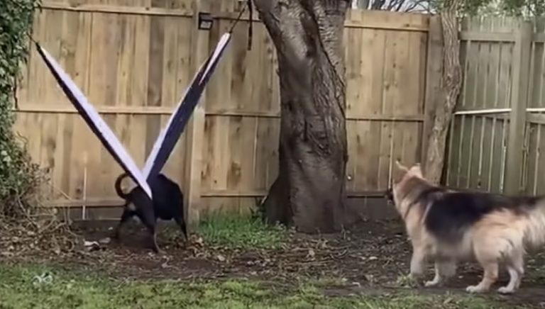 dog stuck in hammock