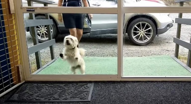 Dogs Arriving At Doggy Daycare After COVID19 Lockdown Have The Best Reactions