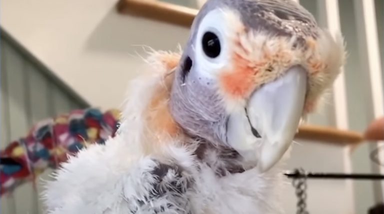 Cockatoo With Rough Past Befriends Man Who Didn’t Like Birds Until He Met Her