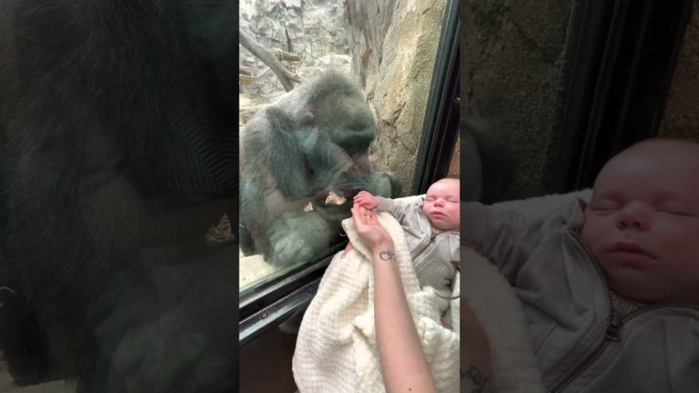 New Mom And Gorilla Shares Bonding Moment With Their Babies