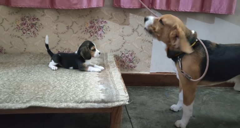 Beagle Dad Has Adorable Conversation With His Sassy Pup