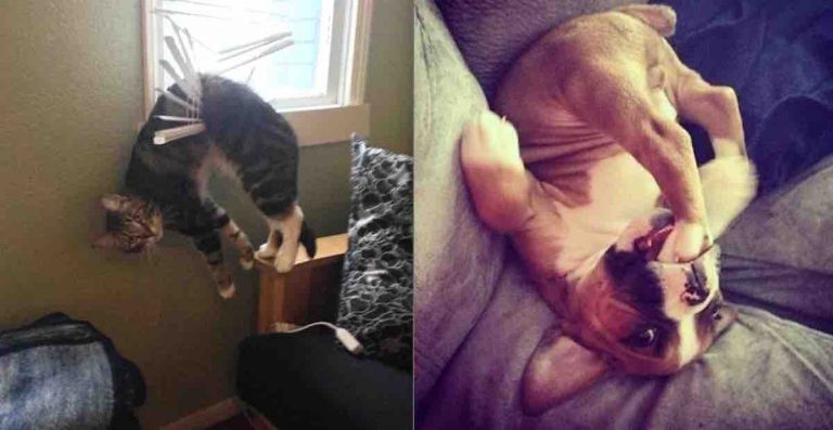 19 Pets Caught In Hilariously Awkward Moments