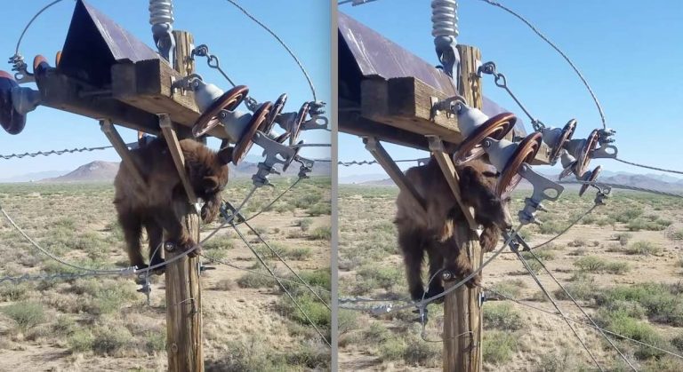 Utility Workers Rescue Poor Bear Stuck on a Power Pole