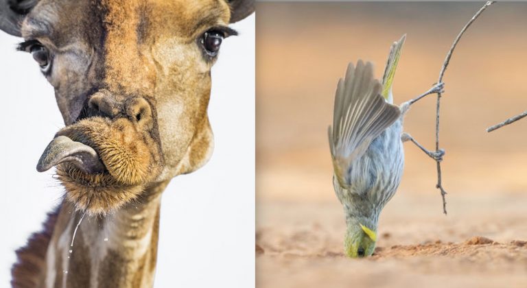 comedy photography awards