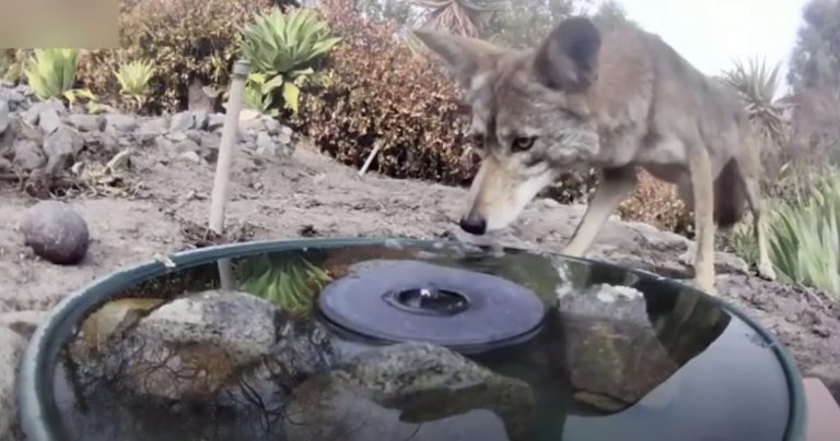 Camera Captures Wild Animals Drinking From Water Fountain In Woman’s Backyard