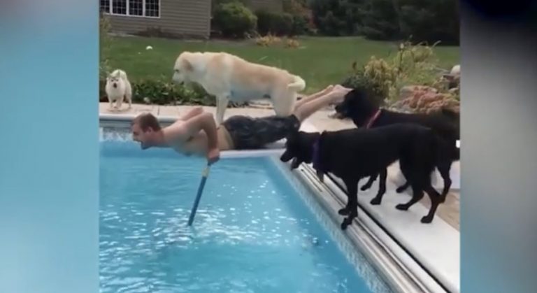 Man Fishing Ball Out Of Pool For His Dogs Gets Unexpected Surprise
