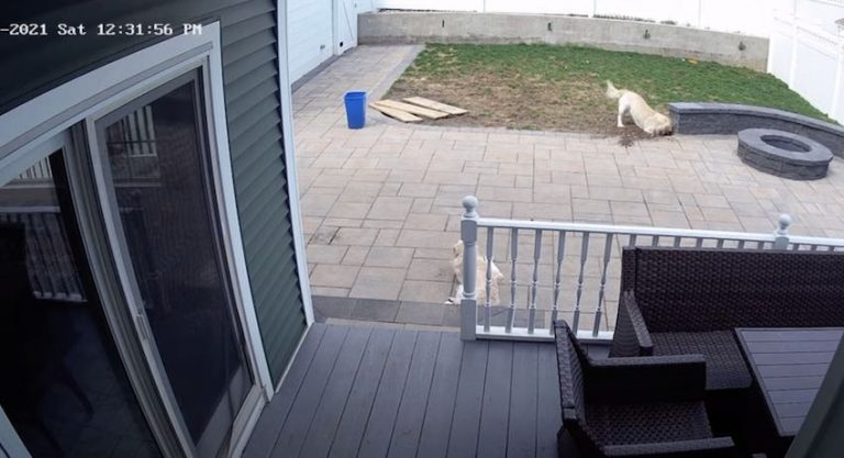 Funny Dog Digging In Yard Pretends He Wasn’t Caught In The Act