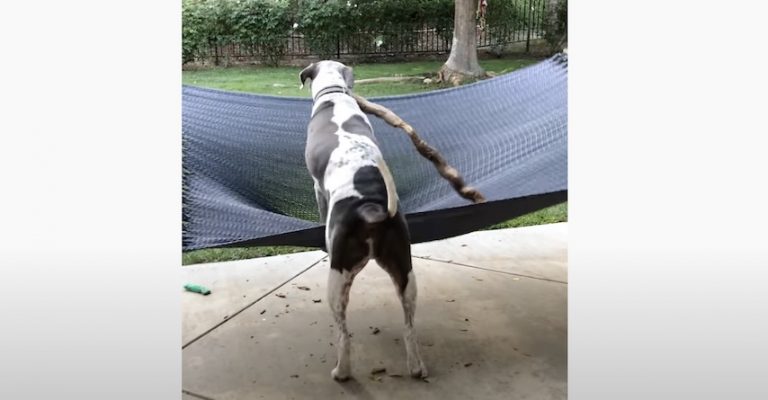 dog brings stick to hammock