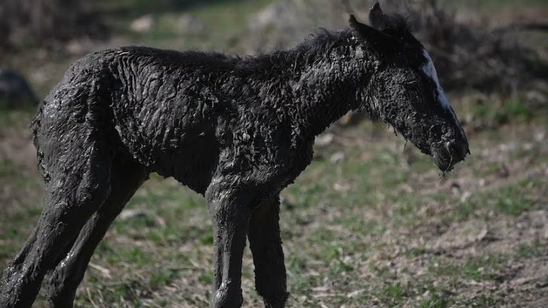 Feral Foal Rescued From Mud Has Heartwarming Reunion With Her Mom
