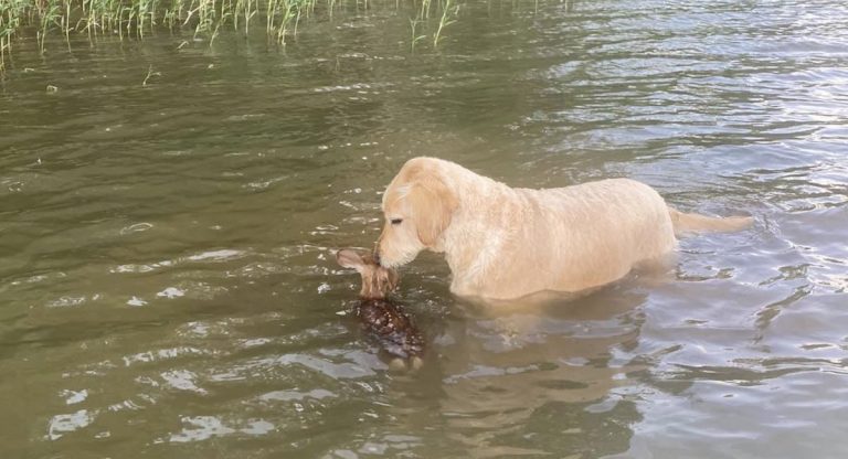 Gentle Goldendoodle Helps Save Drowning Fawn All On His Own