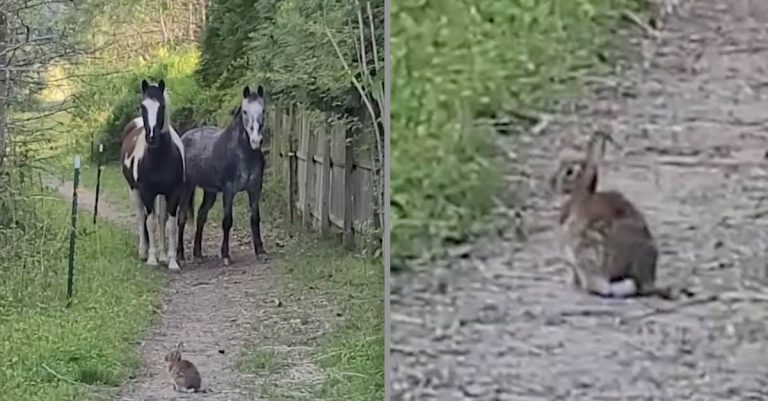 horses scared of bunny rabbit