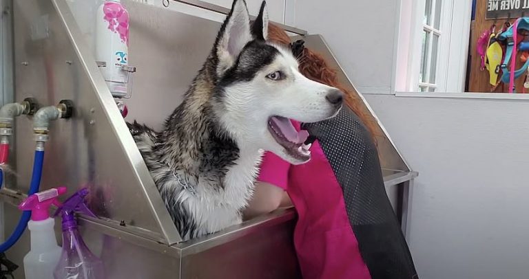 Husky’s First Visit To Groomer Hilariously Dramatic