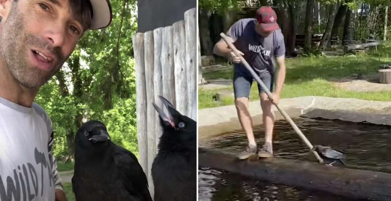 Lumberjack Teaches Rescued Crows Logrolling And They Love It