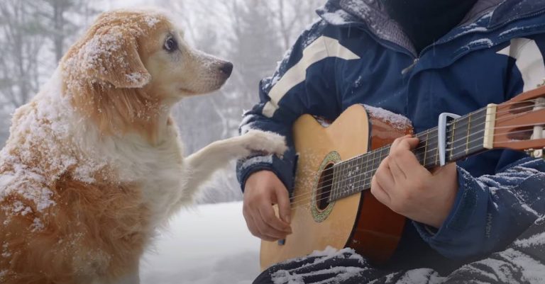Maple the dog listens to her dad play guitar