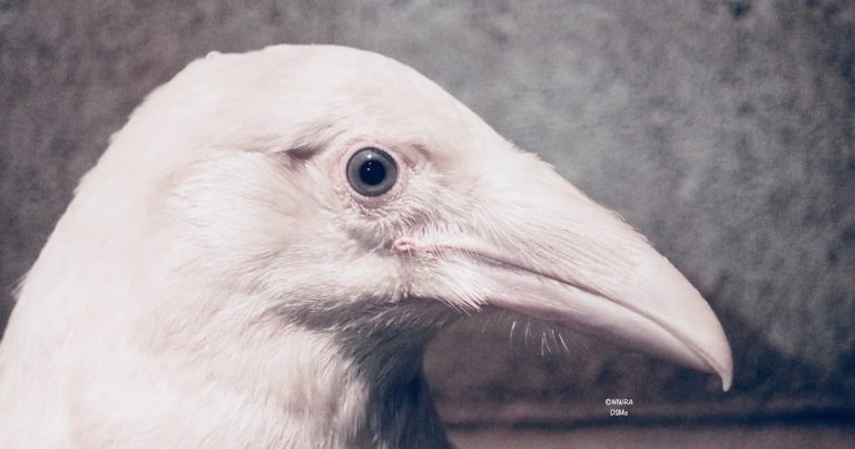Wildlife Rescuers Giving Injured White Raven ‘Best Chance To Survive’