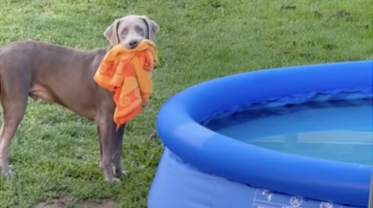 Adorable Puppy Wants A Very Early Morning Swim In New Pool