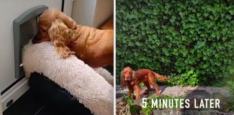 Dog Pulls Bed Outside Only To Have Her Success Hilariously Thwarted