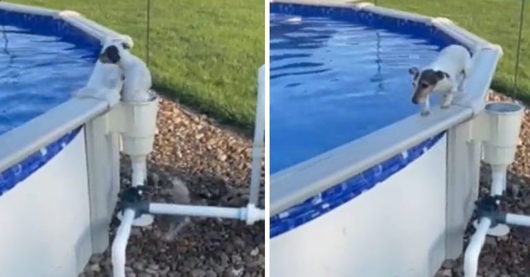 Dog Figures Out Clever Way To Exit Swimming Pool
