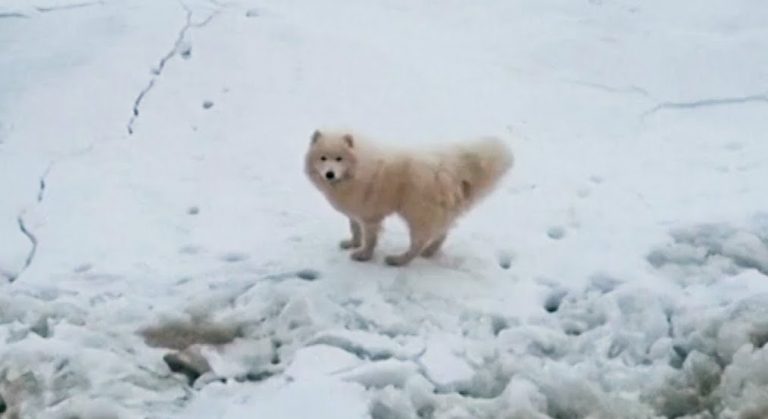 Samoyed Trapped On Arctic Ice Floe Rescued By Sailors