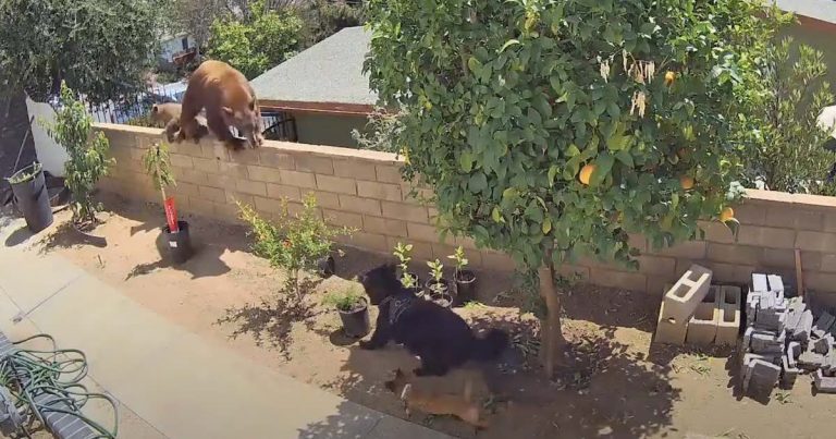 Teenage Girl Pushes Bear Out of Yard to Save Her Mom’s Service Dog