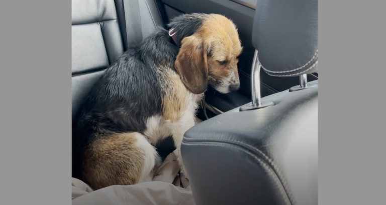 Scared Dog Stared At Walls For Hours Until New Family Earned His Trust