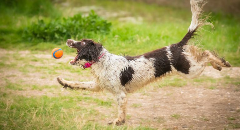 These 33 Photos From The Comedy Pet Photo Awards Tickle The Funny Bone