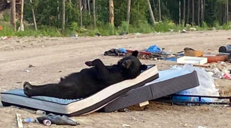 bear on mattress