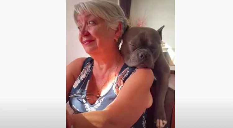 Cute Pit Bull Takes A Nap On Grandma’s Shoulder