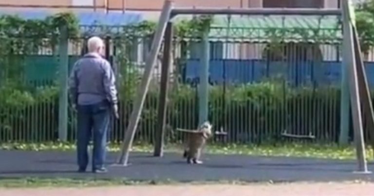 cat loves swing