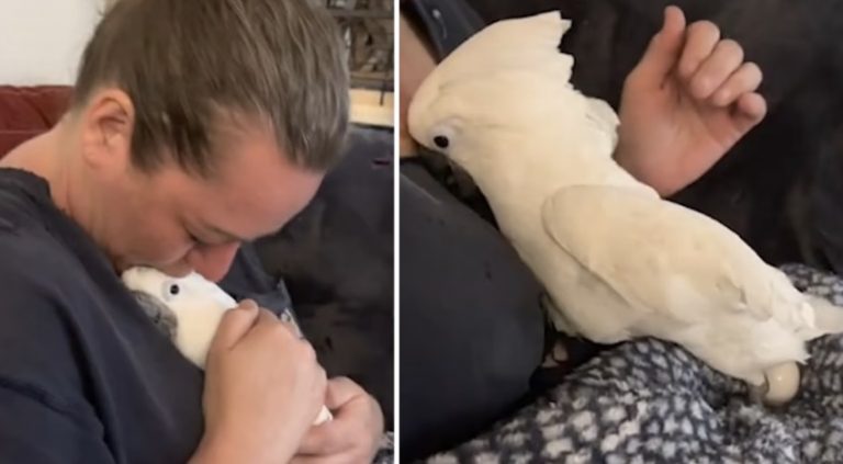 Cockatoo Lays Egg in Her Human’s Lap In Touching Moment