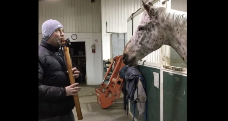 Horse Has Sweetest Reaction When Serenaded By Dad With Native American Flute