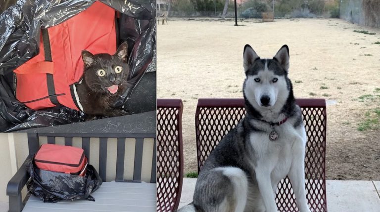 Dog Rescues Cat Zipped Up In Plastic Cooler In Sweltering Heat