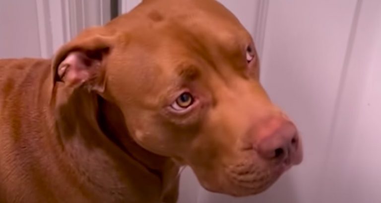 Pit Bull Who Loves Fostering Kittens Adores Visits To The Grandparents Even More