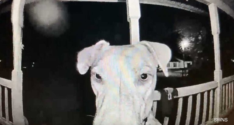 A lost dog found his way home and rang the doorbell.
