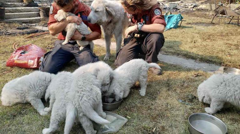 Seven Farm Puppies Miraculously Survive Wildfire That Destroyed Town