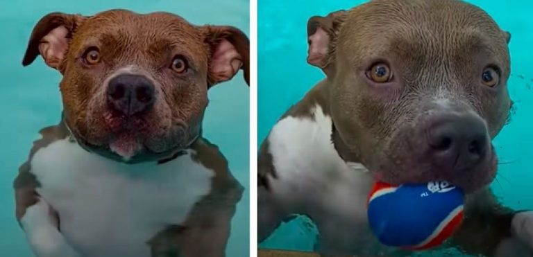 Pit Bull Wants To Be In The Pool All The Time
