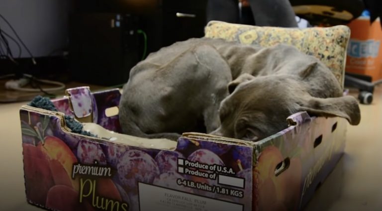 Rescued Pit Bull Reluctant To Leave Plum Box He Was Found In