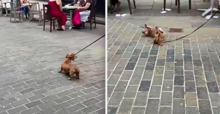 Naughty Dog Wants to Stop For Coffee Break
