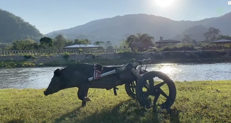 Disabled Wild Boar Get A Second Chance To Run Again