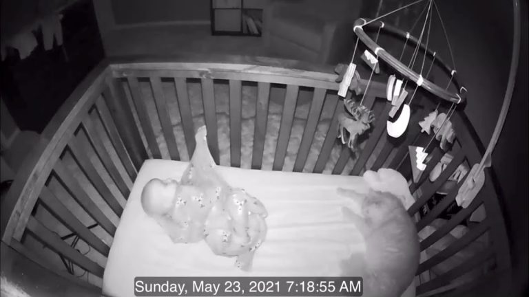 Cat Pays Baby In Crib An Early Morning Visit And Has Some Fun