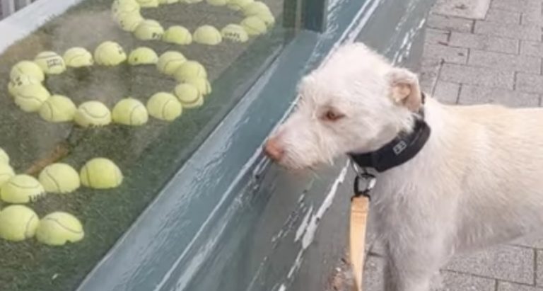 Dog Really Wants Tennis Balls In Window Display