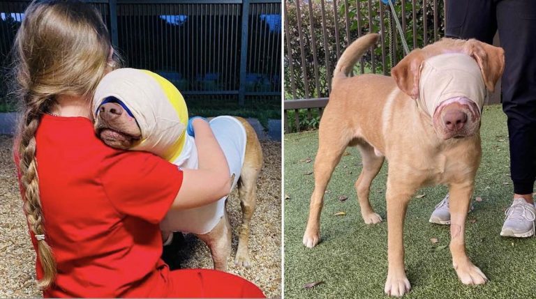 Dog Who Was Set On Fire By Child Is Bandage Free For First Time Since Rescue