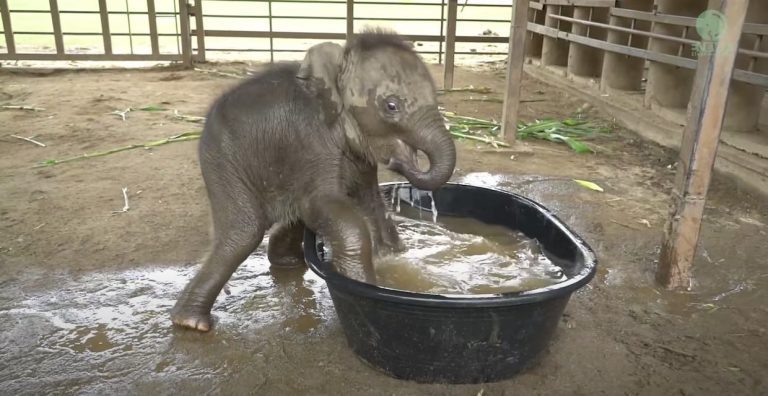Baby Elephant Has Dip In BathTub For The First Time