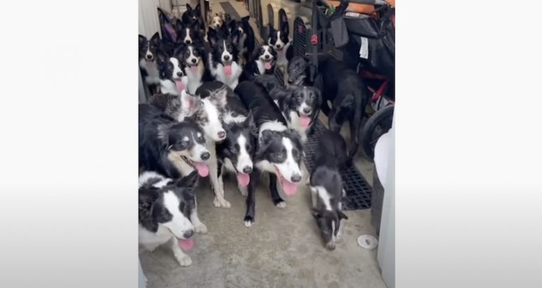 Pack of Collies Show Off Their Excellent Manners With The Exception Of One