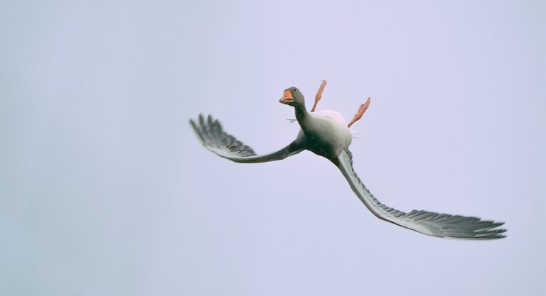 Goose flying upside down. Image © Vincent Cornelissen