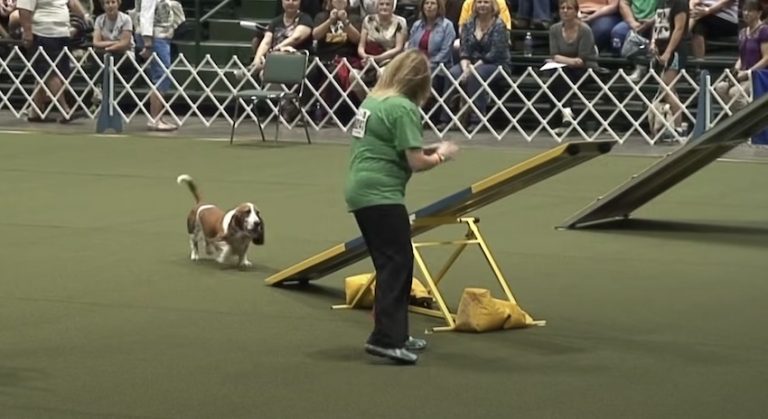 Rescued Basset Hound Called ‘Untrainable’ Impresses On Agility Course