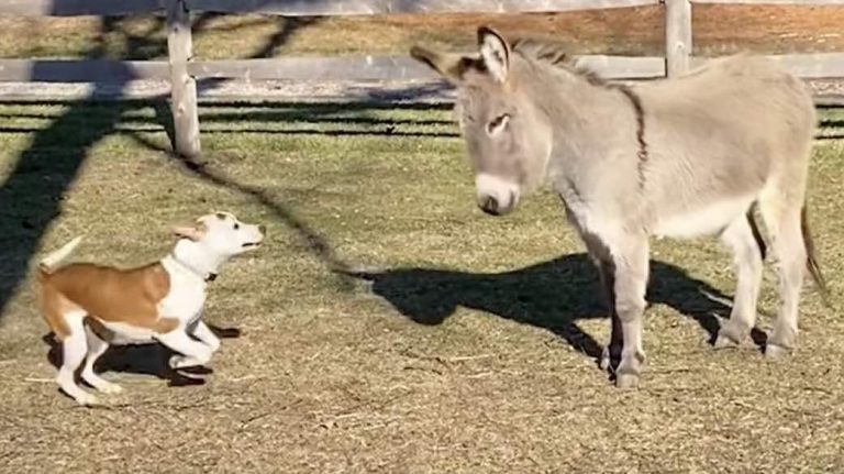 Rescued Pit Bull Makes Sure Newly Adopted Donkey Loves Him