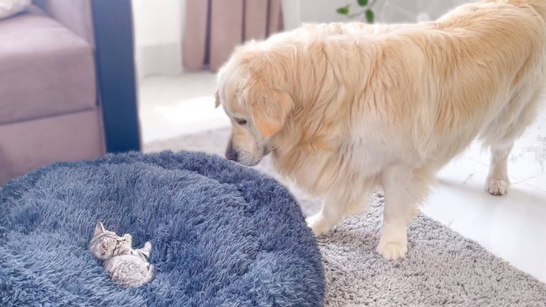 Polite Golden Retriever Tries Everything To Get Kitten Out Of His Bed