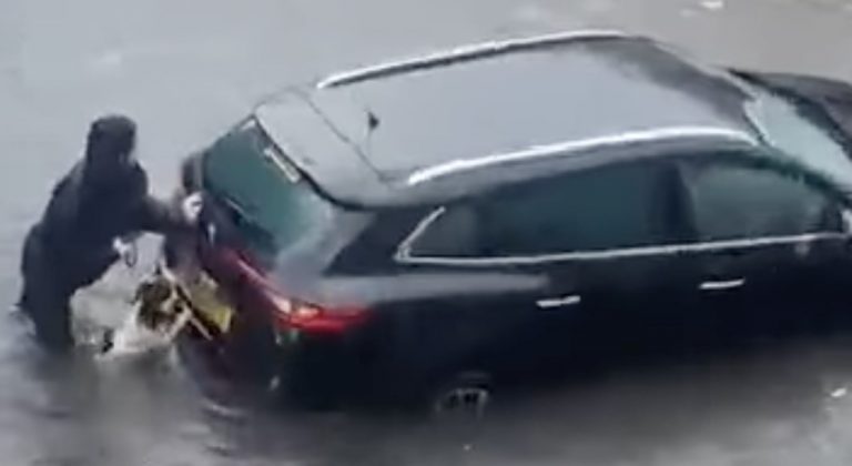 Springer Spaniel Helps Mom Push Car Out Of Floodwater