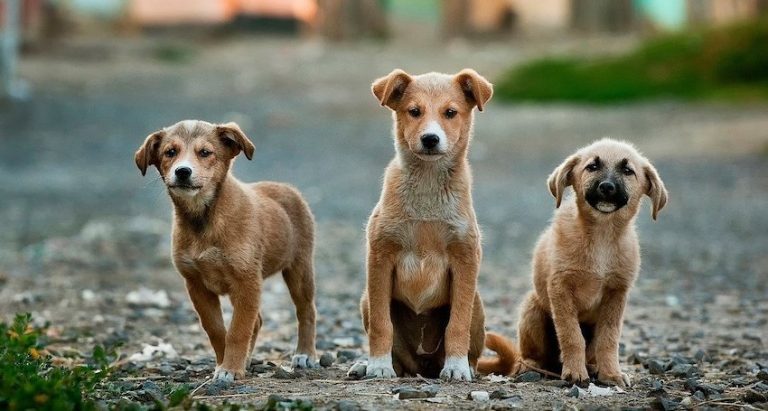 Outrage After Shelter Dogs Supposed To Be Rescued Killed As COVID Precaution